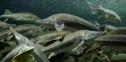 千万斤鲟鱼从甘肃流入四川,给养殖户造成了多大损失?