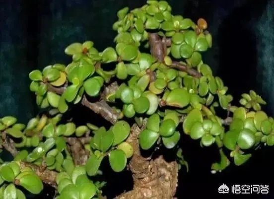 玉树的养殖方法和注意事项？