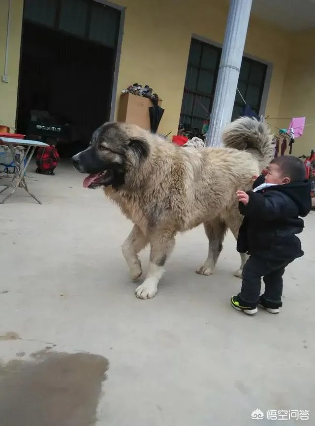 世界被禁养的十大猛犬，藏獒又能排的上第几呢？