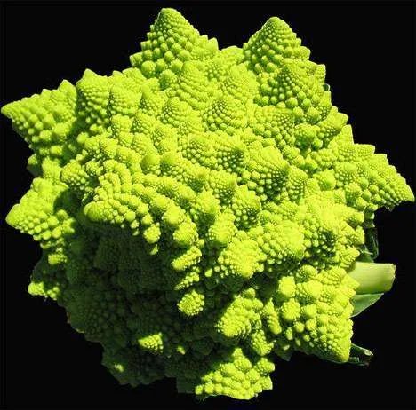 琉璃玉米的基本简介