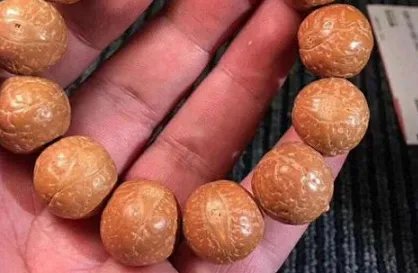 菩提子有哪些种类？菩提子种类大全图片介绍！