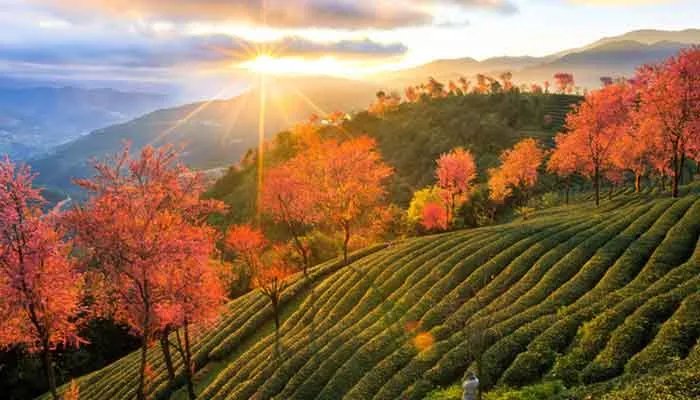 十一月份适合去哪里旅游 十一月中旬去哪旅游