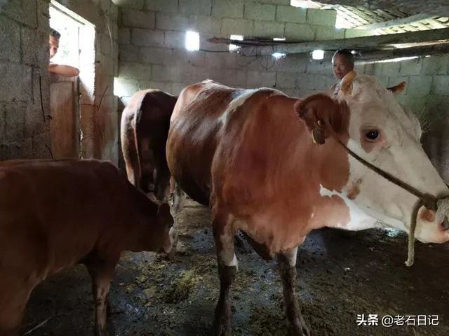 广西养殖什么最赚钱