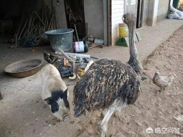 鸵鸟肉好不好吃？感觉怎么样？