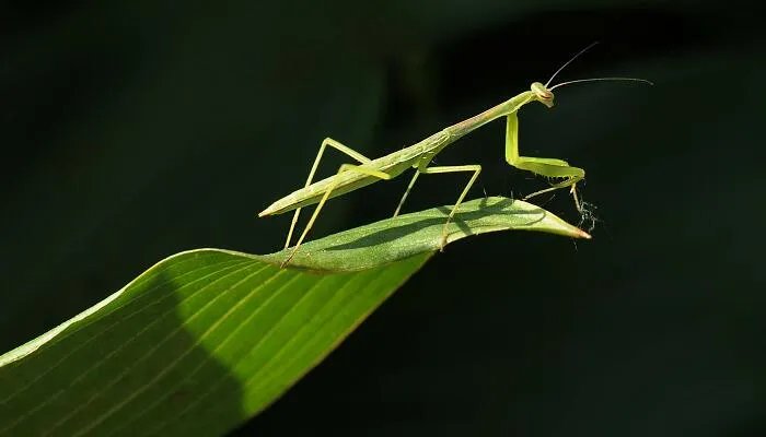 螳螂是益虫还是害虫