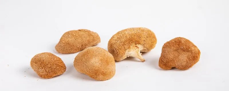 猴头菇产地 猴头菇的产地在哪里