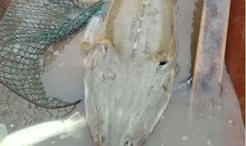 千万斤鲟鱼从甘肃流入四川,给养殖户造成了多大损失?