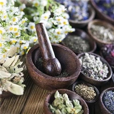 五倍子的作用是什么