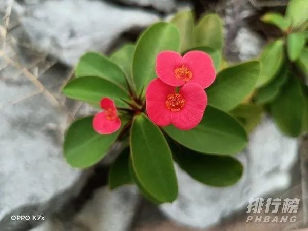 oppok7x摄像头参数_oppok7x摄像怎么样