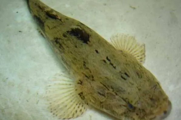 世界上最贵的十种鱼 波纹唇鱼上榜，第七被誉为“冰海之皇”