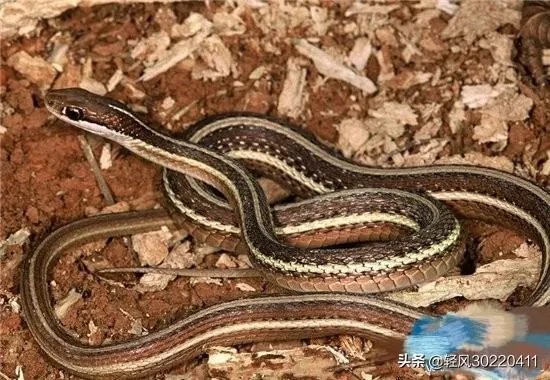 常见的十大无毒的蛇分别有哪些？