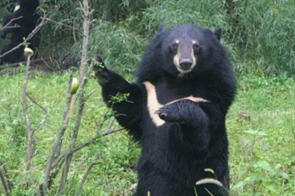 吉林一男子遭黑熊撕咬靠装死逃生，遇到黑熊，你还知道哪些逃生的办法？