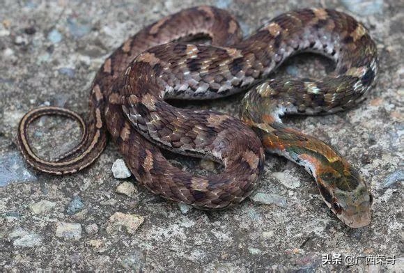 常见的十大无毒的蛇分别有哪些？