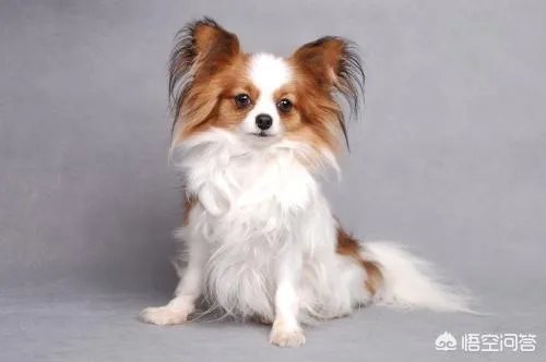 蝴蝶犬和吉娃娃串图片？