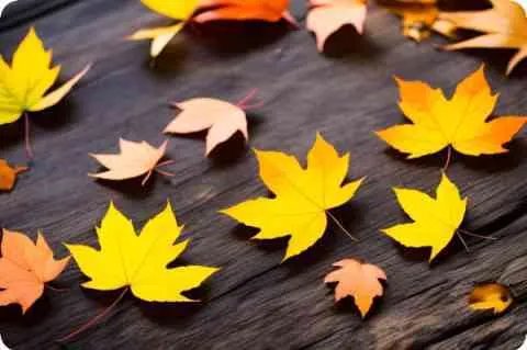 “时光机”是什么意思说的是历史吗网上常看到的