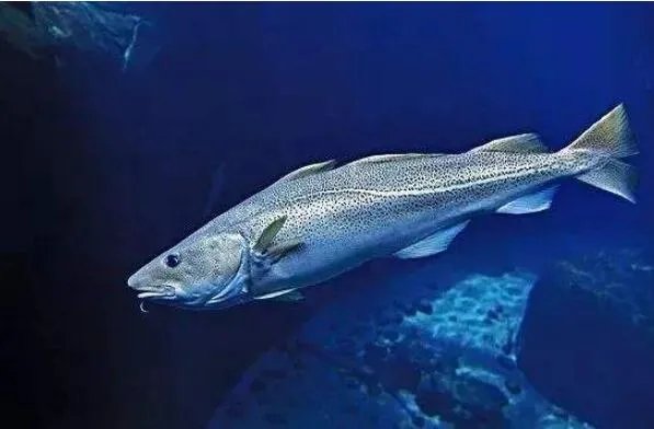 世界上最贵的十种鱼 波纹唇鱼上榜，第七被誉为“冰海之皇”