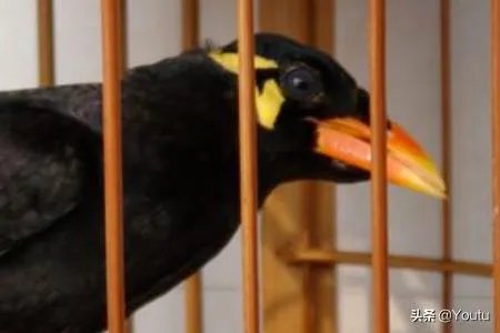 教八哥说话的一些技巧？