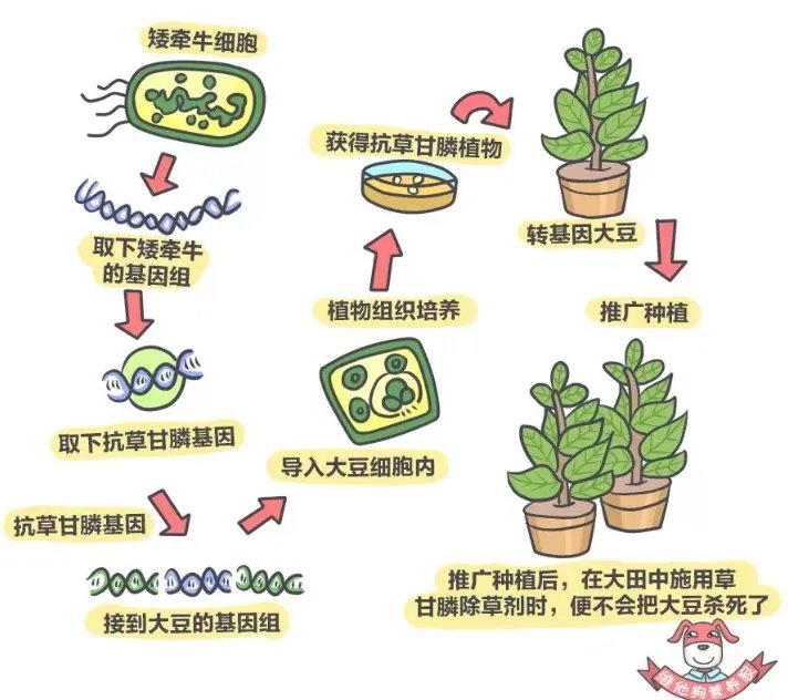 ”美国人不吃转基因食物”谁说的?他们吃得欢着呢!