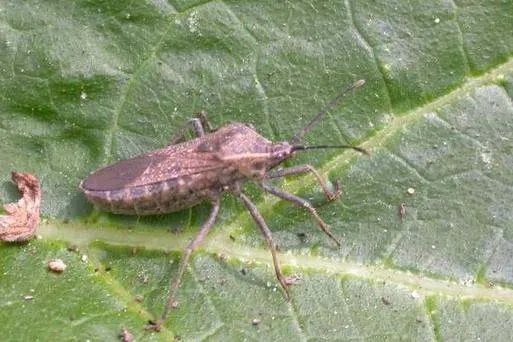缘蝽科的危害