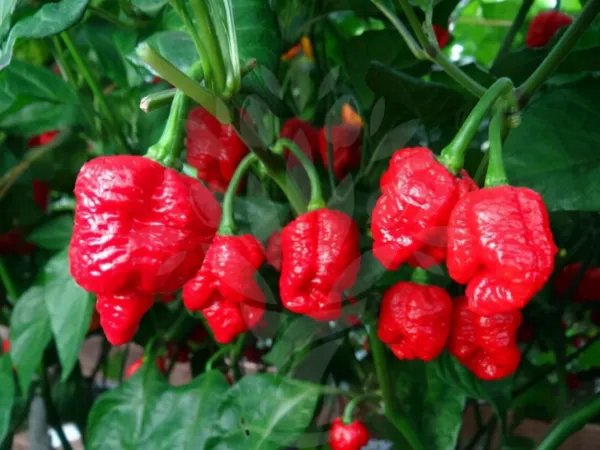 世界上最辣的辣椒