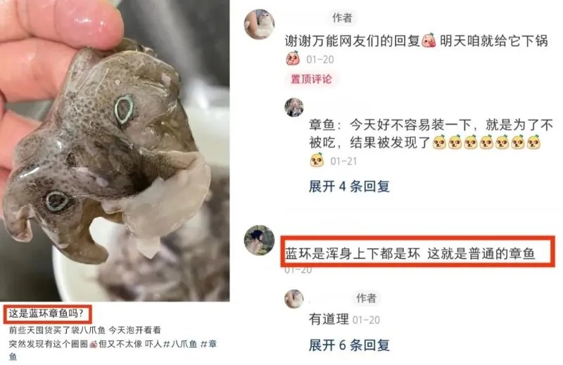 含有剧毒的蓝环章鱼 正在悄悄混入市场