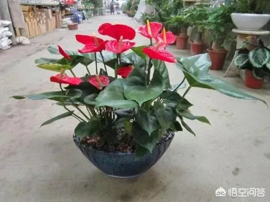 火鹤花用什么盆栽？