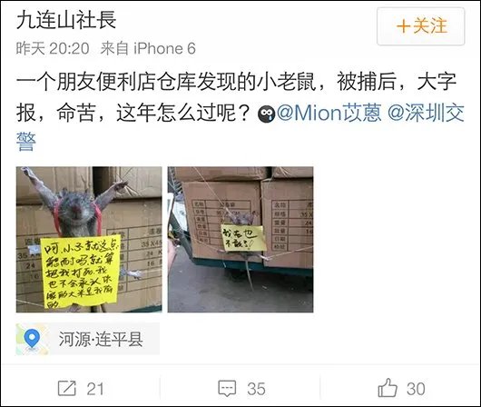 老鼠被五花大绑是怎么回事？