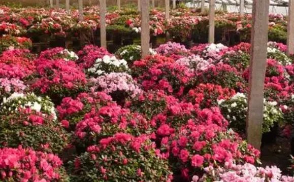 山东青州旅游景点大全哪里最好