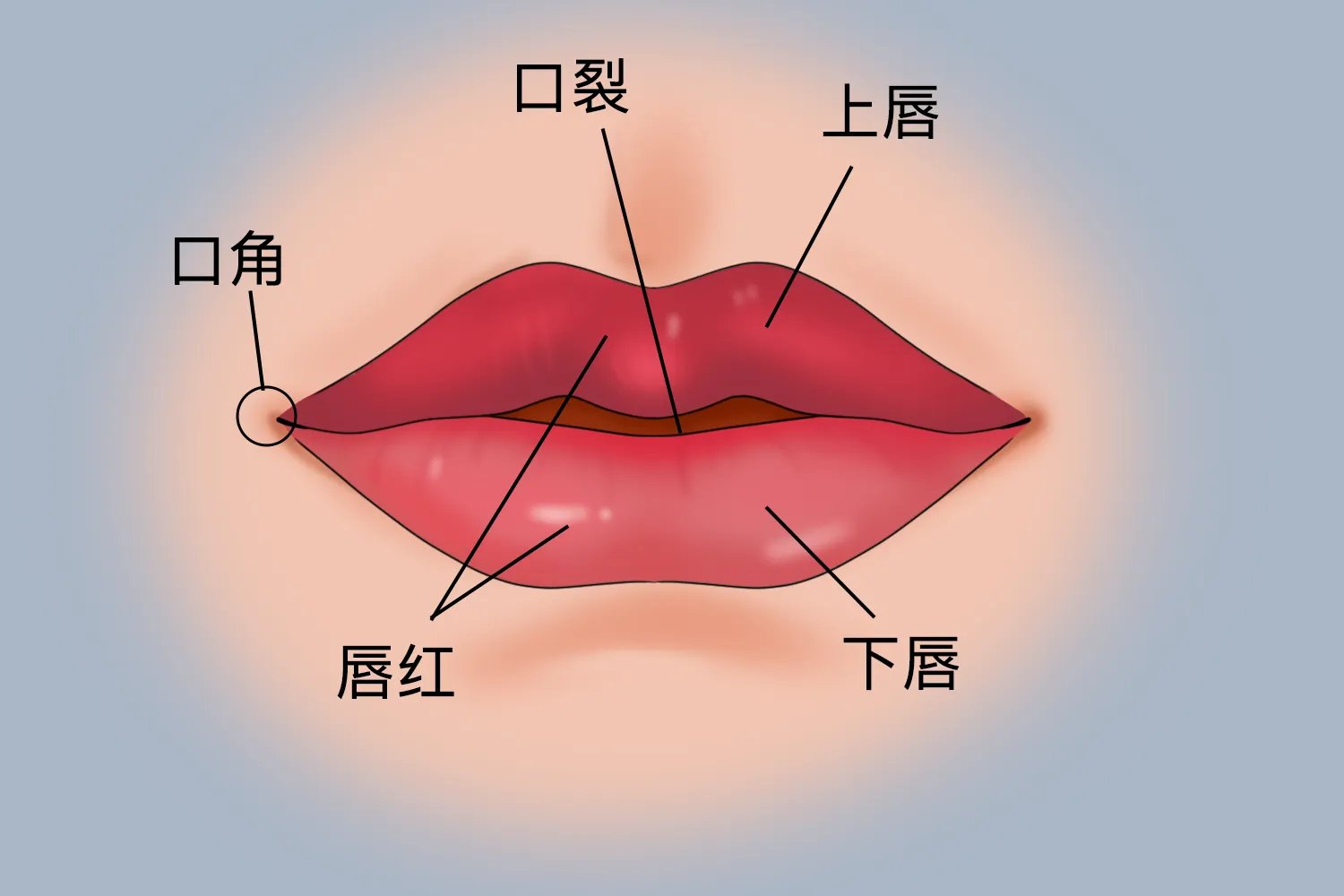 正常人的嘴唇图片