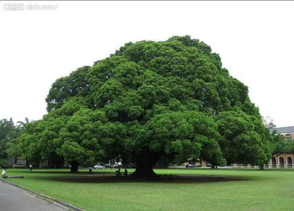 树可以组词什么