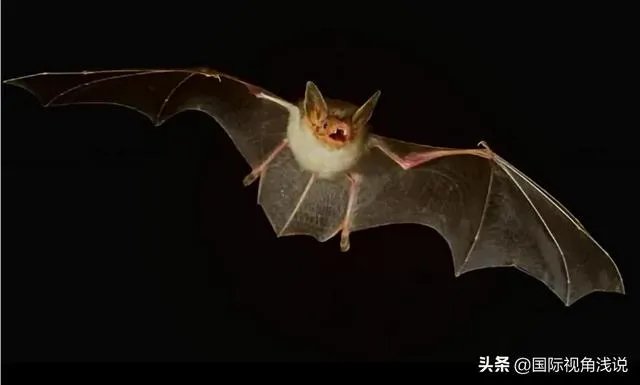美国政府为什么要下令禁止研究蝙蝠？这是担心阴谋要暴露了吗？