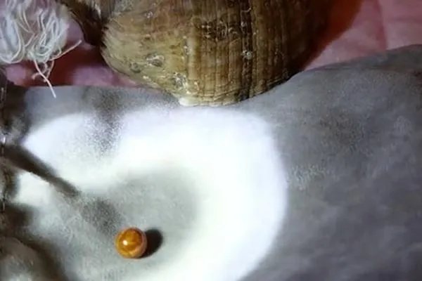 安徽一女子疑吃出稀有昂贵“海螺珠”，价值究竟有多高？