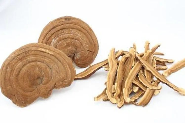 柳树灵芝图片及药用价值