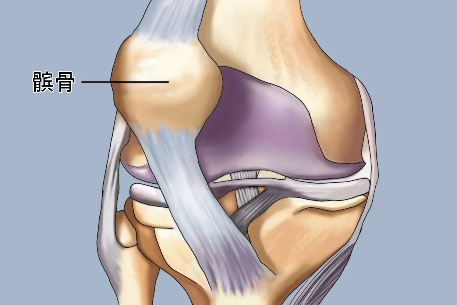 髌骨图片