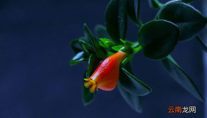 兰花的价格，最贵的兰花图片及价格？