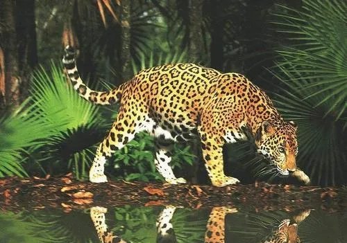 秦岭南坡40年来首次发现金钱豹，金钱豹属于稀缺动物吗？