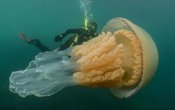 乌克兰巨大水母群覆盖海面是怎么回事 巨型水母有多大