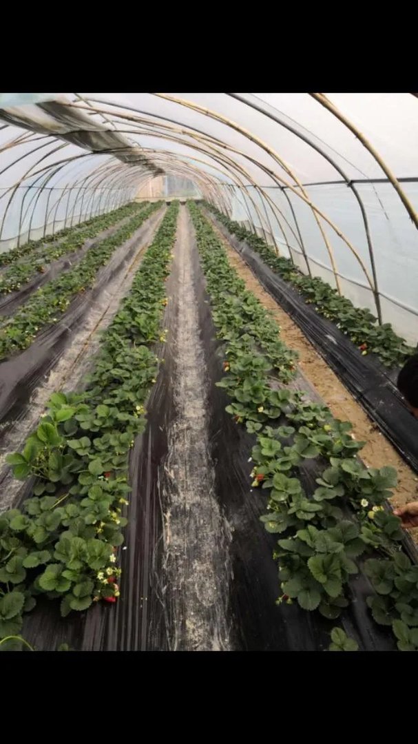 温室大棚的工作原理是什么？