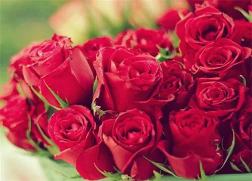 21朵玫瑰花语是什么 不同年龄的人送21朵玫瑰花意义不同