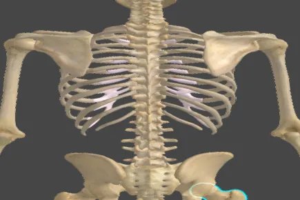 人的脊骨结构图