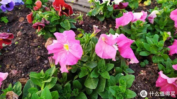 红米Note7 体验评测 | 最强千元“真香”机？这个红米有点不一样