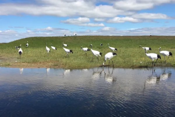 黑龙江扎龙国家级自然保护区是我国第一个以什么为主?