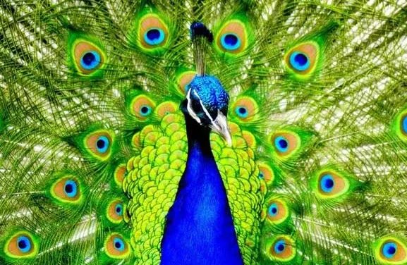 孔雀的资料