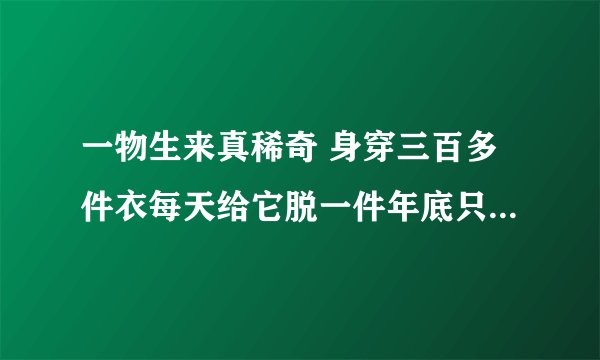 一物生来真稀奇 身穿三百多件衣每天给它脱一件年底只剩一张皮打一物它的谜底是什么