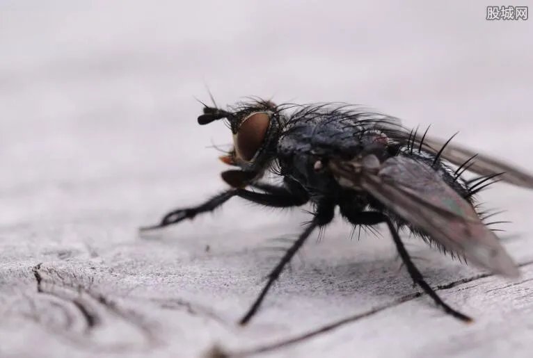 皮肤蝇好可怕 看完图片瞬间吓尿了（组图）