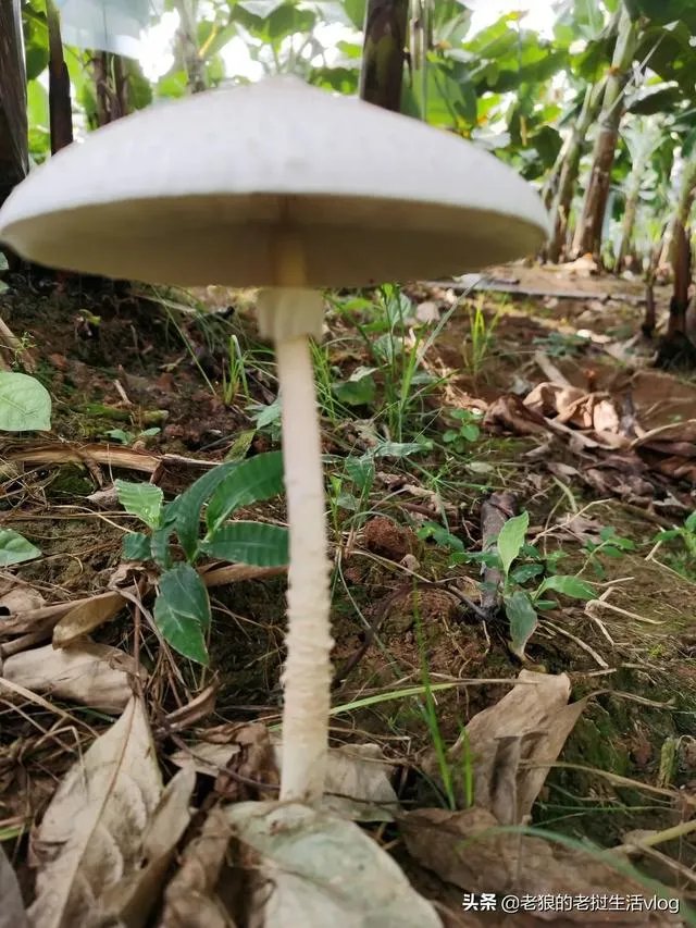 近期可以去老挝旅游吗？老挝疫情怎么样？