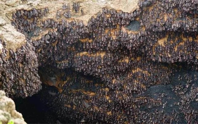 美国政府为什么要下令禁止研究蝙蝠？这是担心阴谋要暴露了吗？