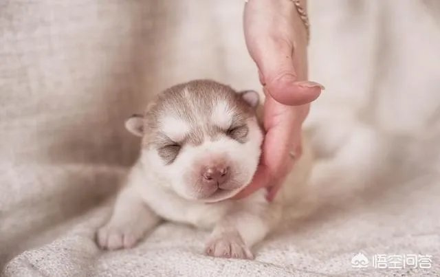 有哪些猫咪领养的网站或App可以推荐？