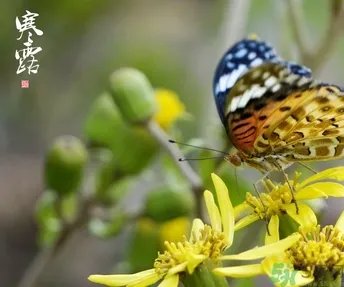 寒露穿什么衣服?寒露要注意什么?