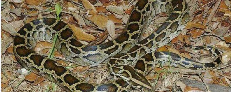 梦见很多小蛇什么意思 梦见很多小蛇好不好